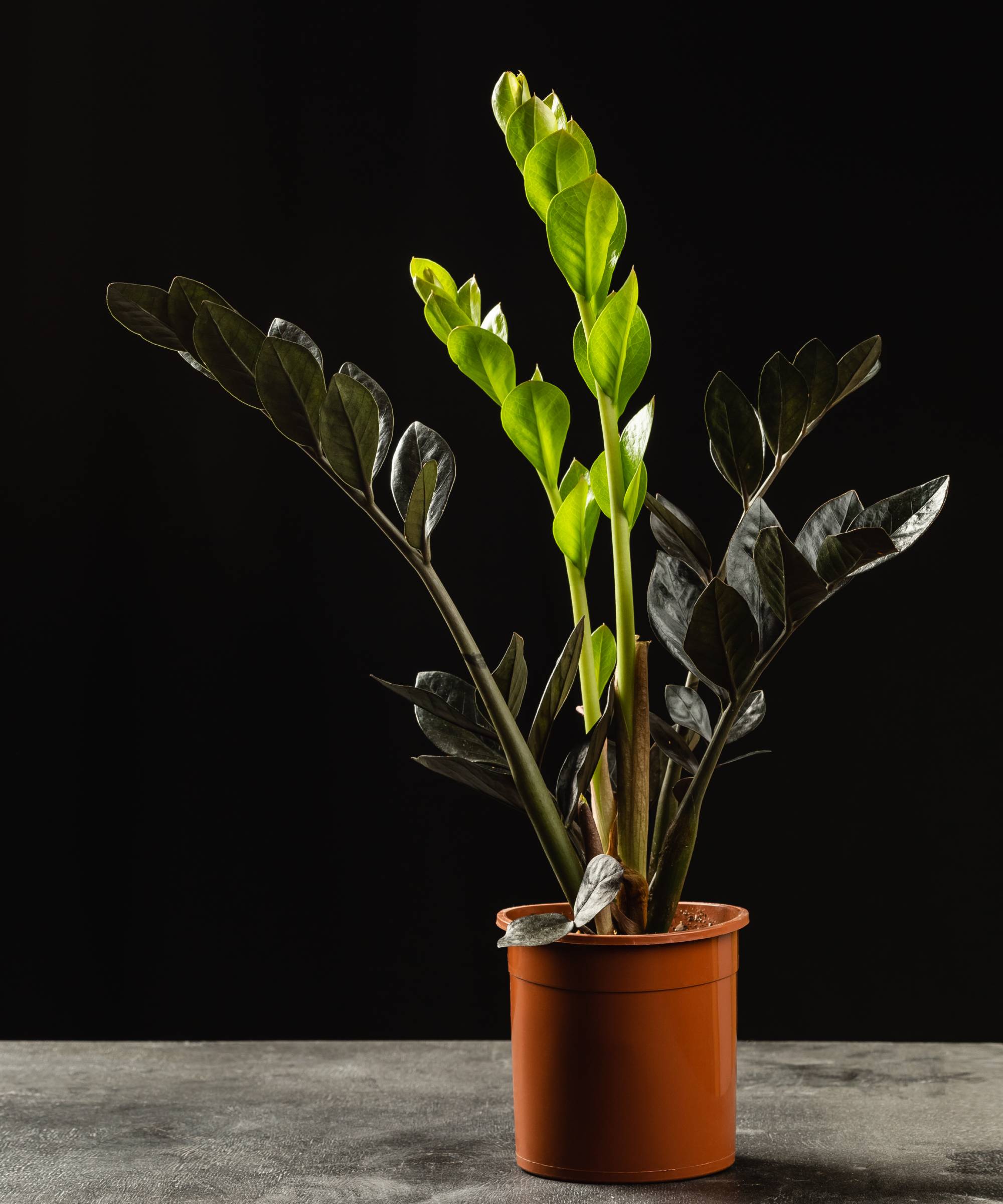 Green new growth on raven zz plant