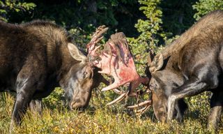 Moose bull fight