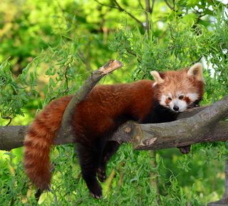Red pandas like to stretch out on tree branches and warm themselves in the sun.