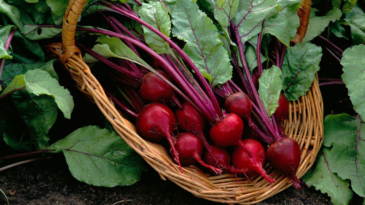 harvested beets in a basket trug