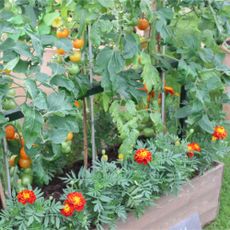 Marigolds and tomato plants with ripening tomatoes in planter at RHS Chelsea Flower Show 2024
