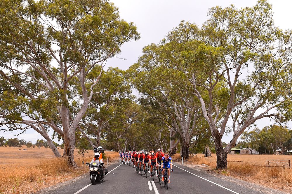 The Tour Down Under peloton during stage 2