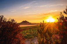 Vineyards in Ribera del Duero