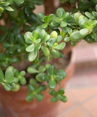 Potted jade plant