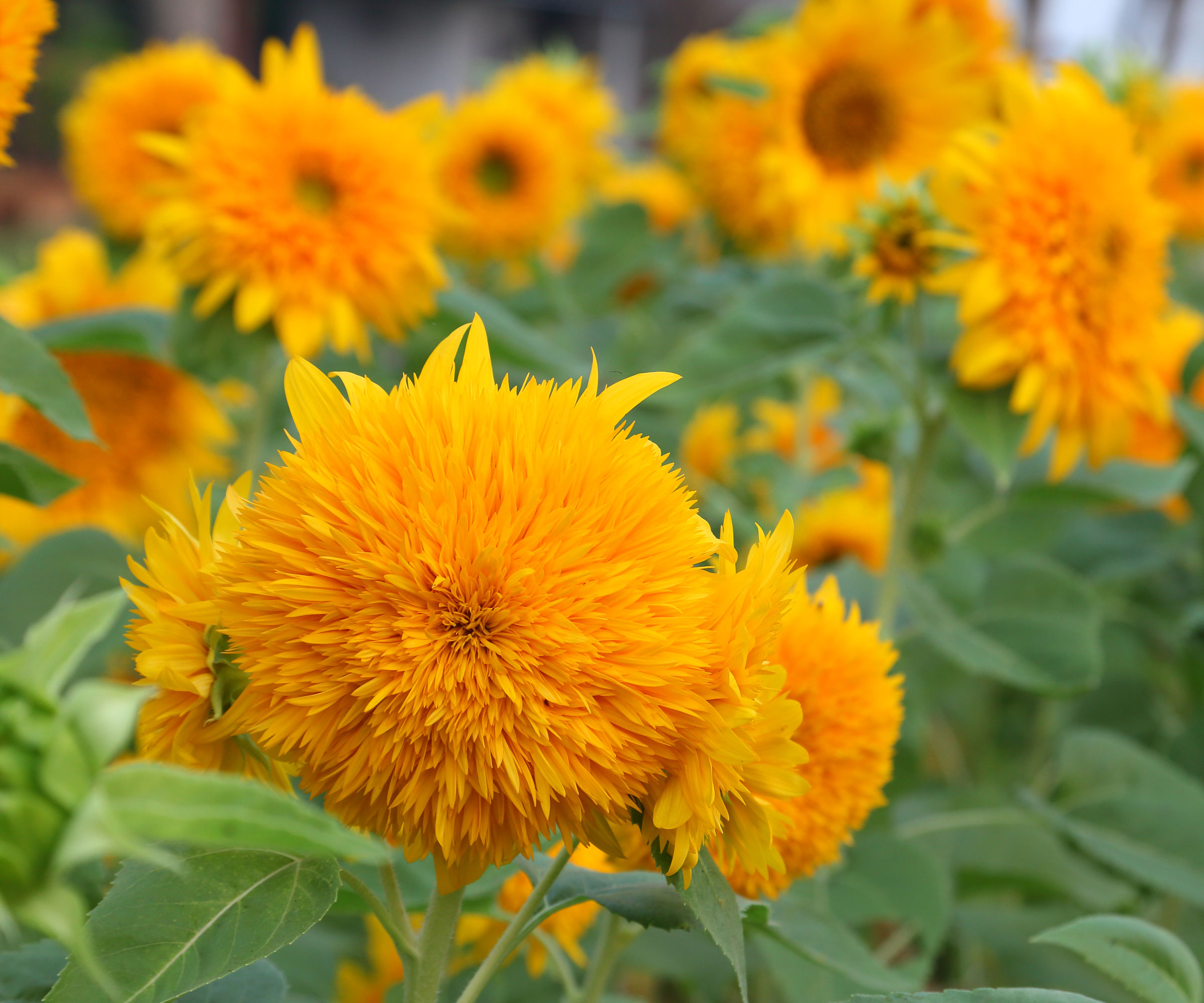 sunflowers growing in garden border