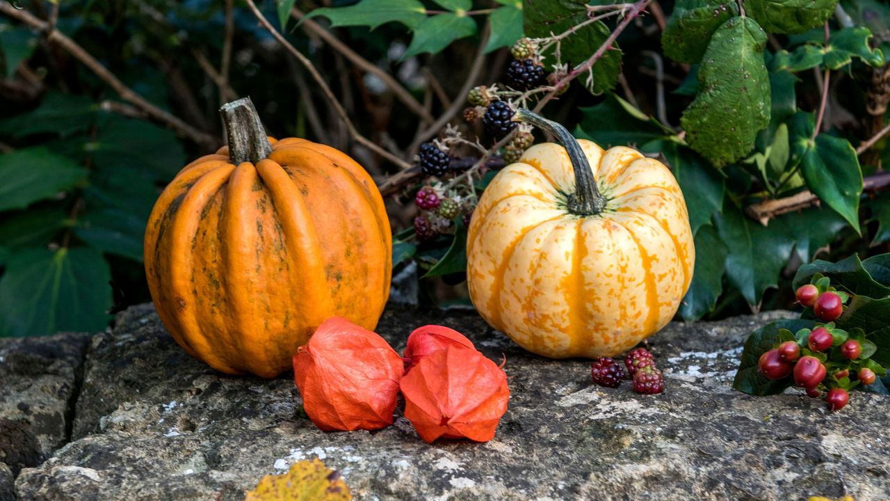 Two pumpkins on stone wall next to Chinese lantern seed pods and blackberries growing on blackberry plant