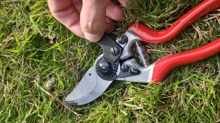 Adjusting the Felco 8 bypass pruner using its adjustment key accessory.