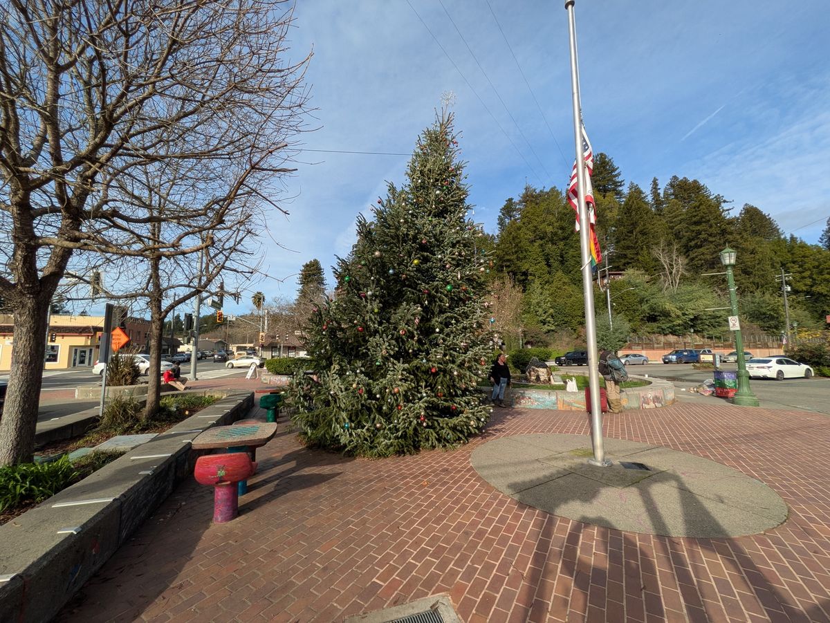 Christmas Tree shot by Pixel 8a in ultrawide