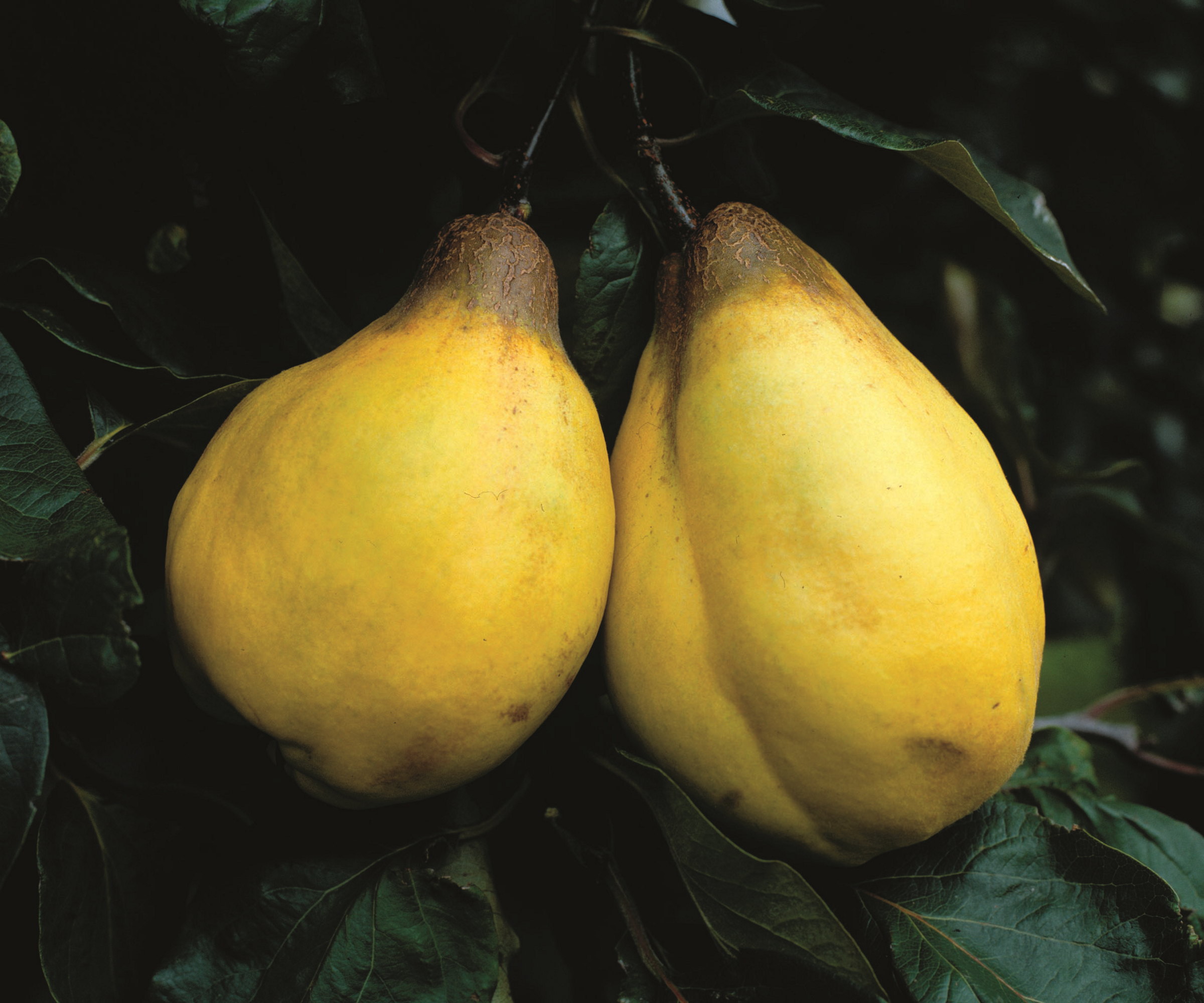 Two Quince 'champion' fruits