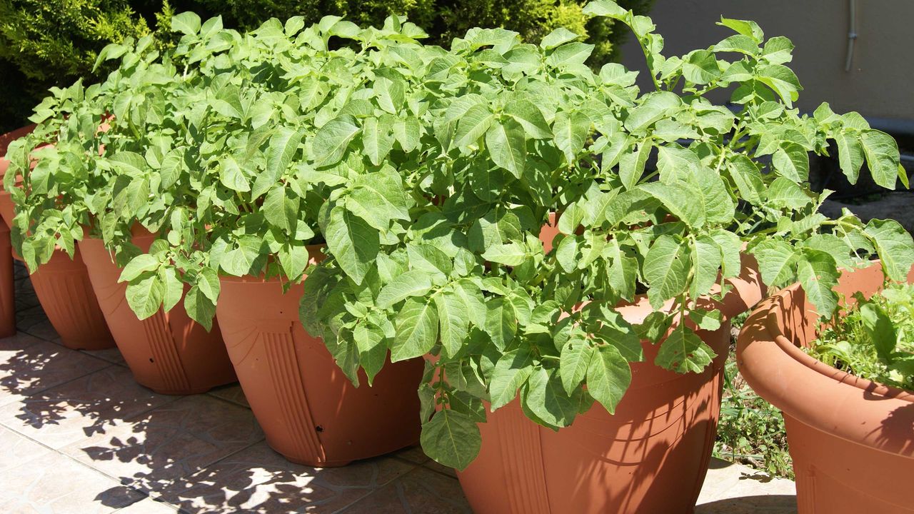 potatoes growing in containers