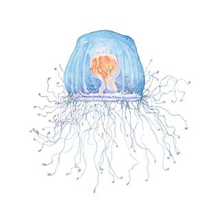 immortal jellyfish illustration