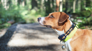 Dog wearing a training collar