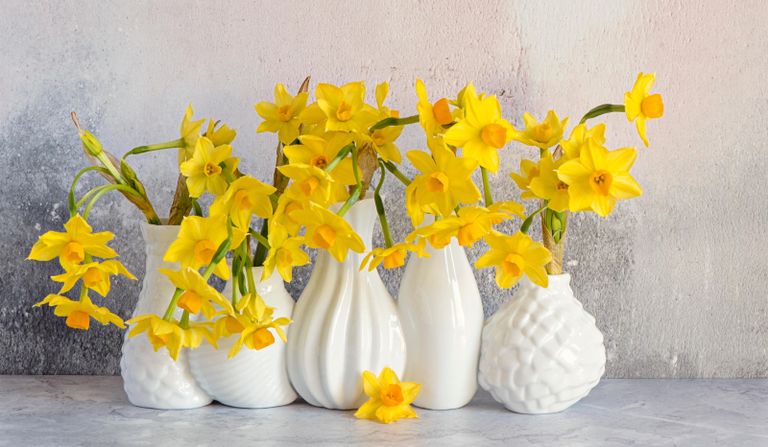 How to take care of daffodils in a vase with a group of white vases
