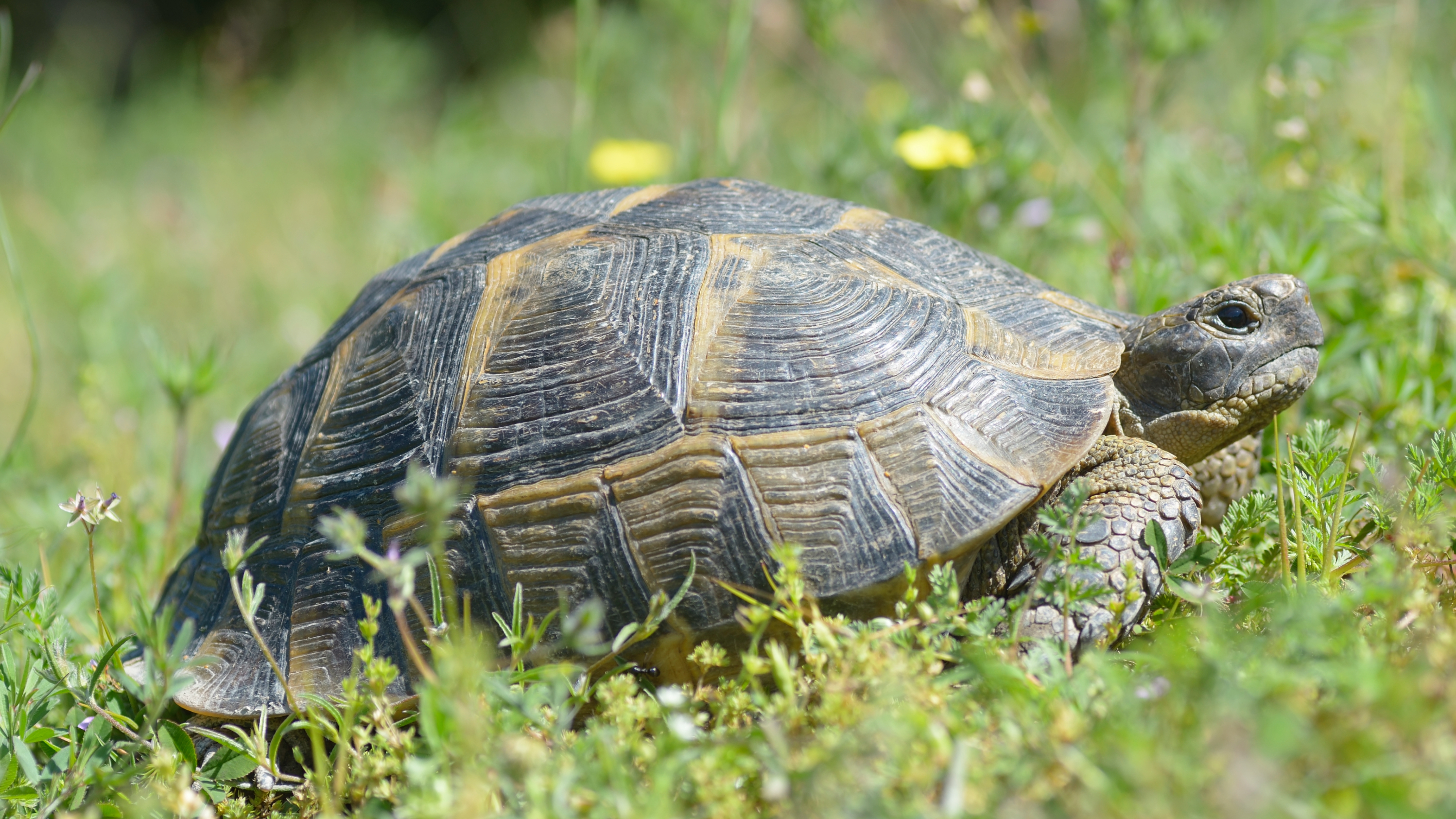Greek tortoise