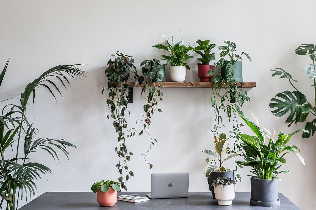 これを正しく理解できれば、観葉植物は元気に育ちます。専門家が幸せな屋内庭園の秘密を解説