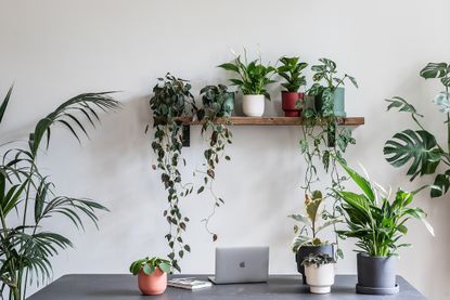 House plants and pots from Leaf Envy