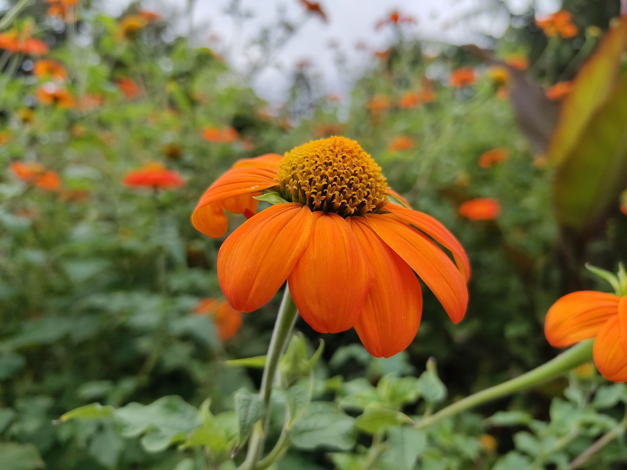 A picture of an orange flower, taken on the Fairphone 6 Plus.