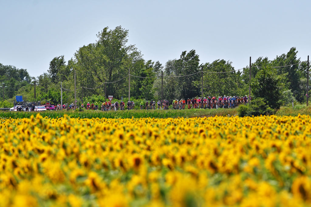 MONTE MATAJUR ITALY JULY 10 The Peloton passing through a Sunflowers field during the 32nd Giro dItalia Internazionale Femminile 2021 Stage 9 a 1226km stage from FelettoUmberto to Monte Matajur 1267m GiroDonne UCIWWT on July 10 2021 in Monte Matajur Italy Photo by Luc ClaessenGetty Images