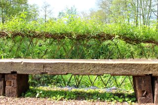 small willow saplings used as a hedge