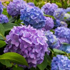 Pink and purple endless summer bloomstruck hydrangeas
