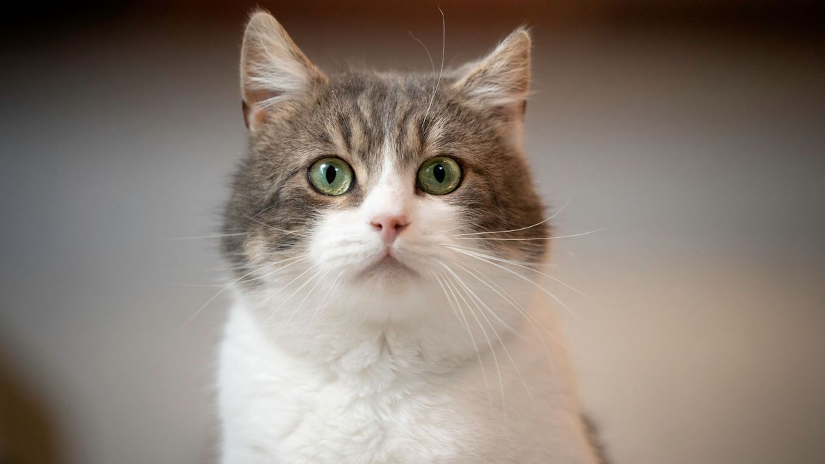 32 reasons why cats are better pets than dogs PetsRadar