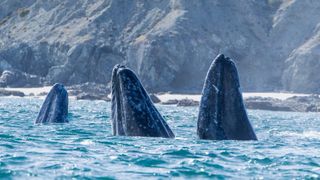 Three gray whales stick their heads out of the water