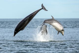 Bottlenose dolphins breaching at the Moray Firth, Scotland.