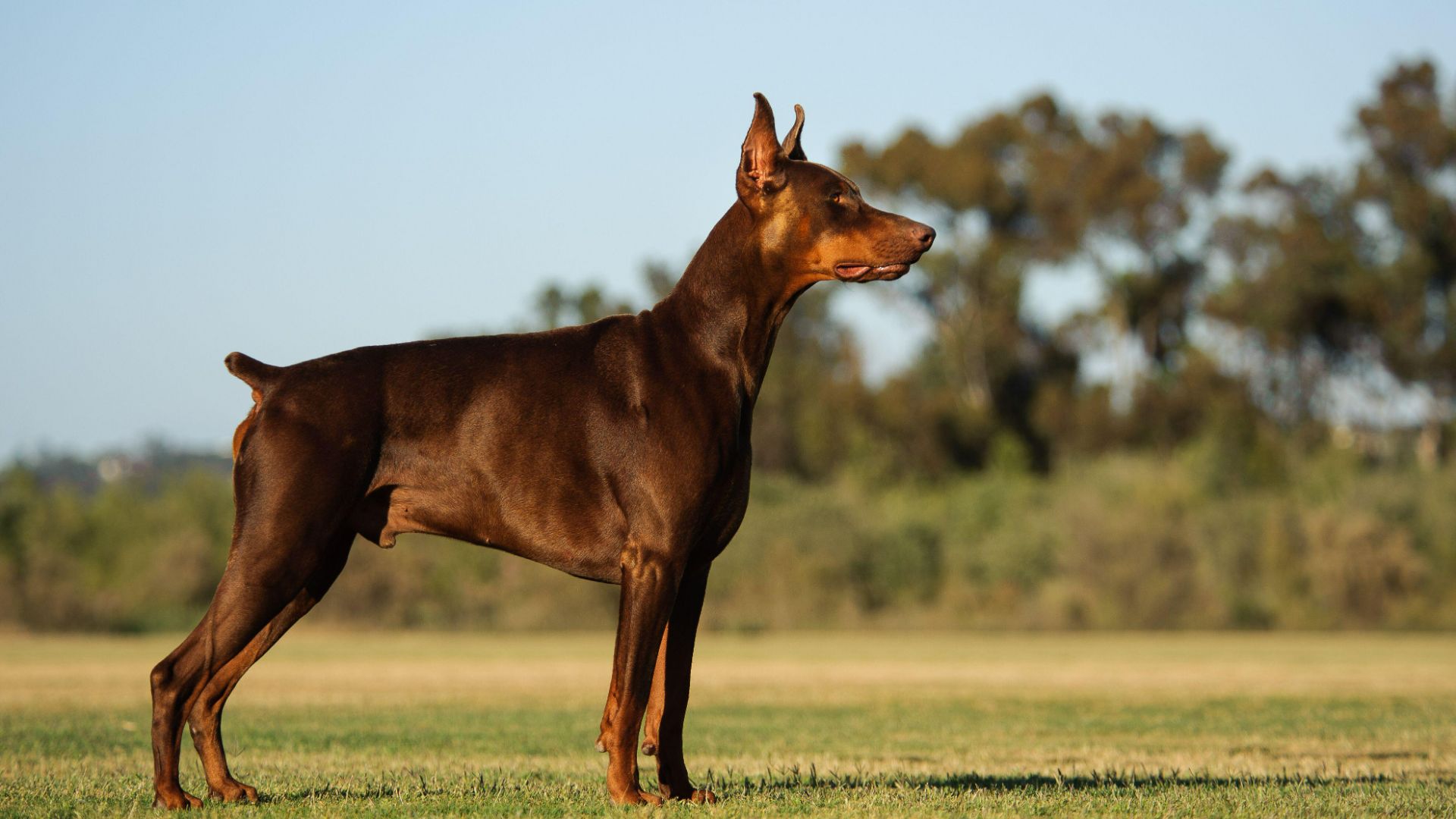 American Doberman