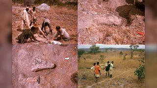 Photos showing the excavation of Mambawakale ruhuhu in southwest Tanzania in 1963. Top left: Alan Charig and Alfred 'Fuzz' Crompton work with Tanzanians to unearth the fossil. Top right and bottom left: the skull of the early archosaur, next to a rock pick for size. Bottom right: Tanzanians (whose names were unfortunately not recorded in archival material) employed by the expedition team. Their work was critical to the success of the excavation.