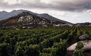 T-oinos winery and Vineyard in Tinos: part of our wine trail to the Greek islands