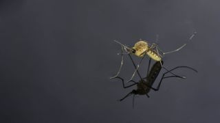 A mosquito on water