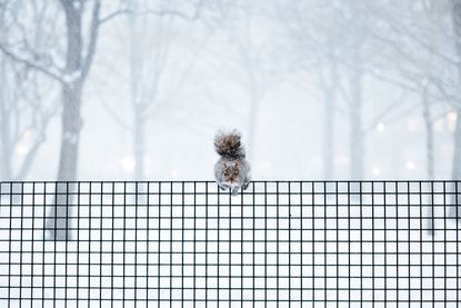 A squirrel in winter. 