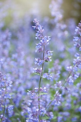 Catmint 'Walker's Low' blue flowers