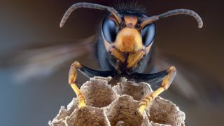 "Murder hornets" earn their nickname when it comes to bees. According to Washington state entomologists, the hornets can destroy tens of thousands of bees in a matter of hours by ripping them into pieces. They then feed the dismembered bees to their larvae.
