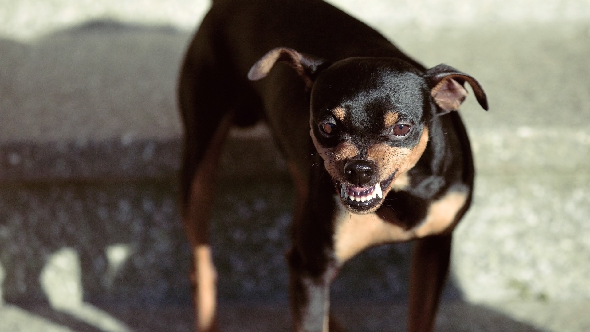 Angry dog bearing its teeth on the street