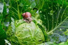 a snail on a lettuce