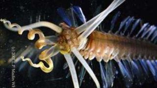 Close-up picture of a squidworm showing its tentacle-like appendages and "paddles".