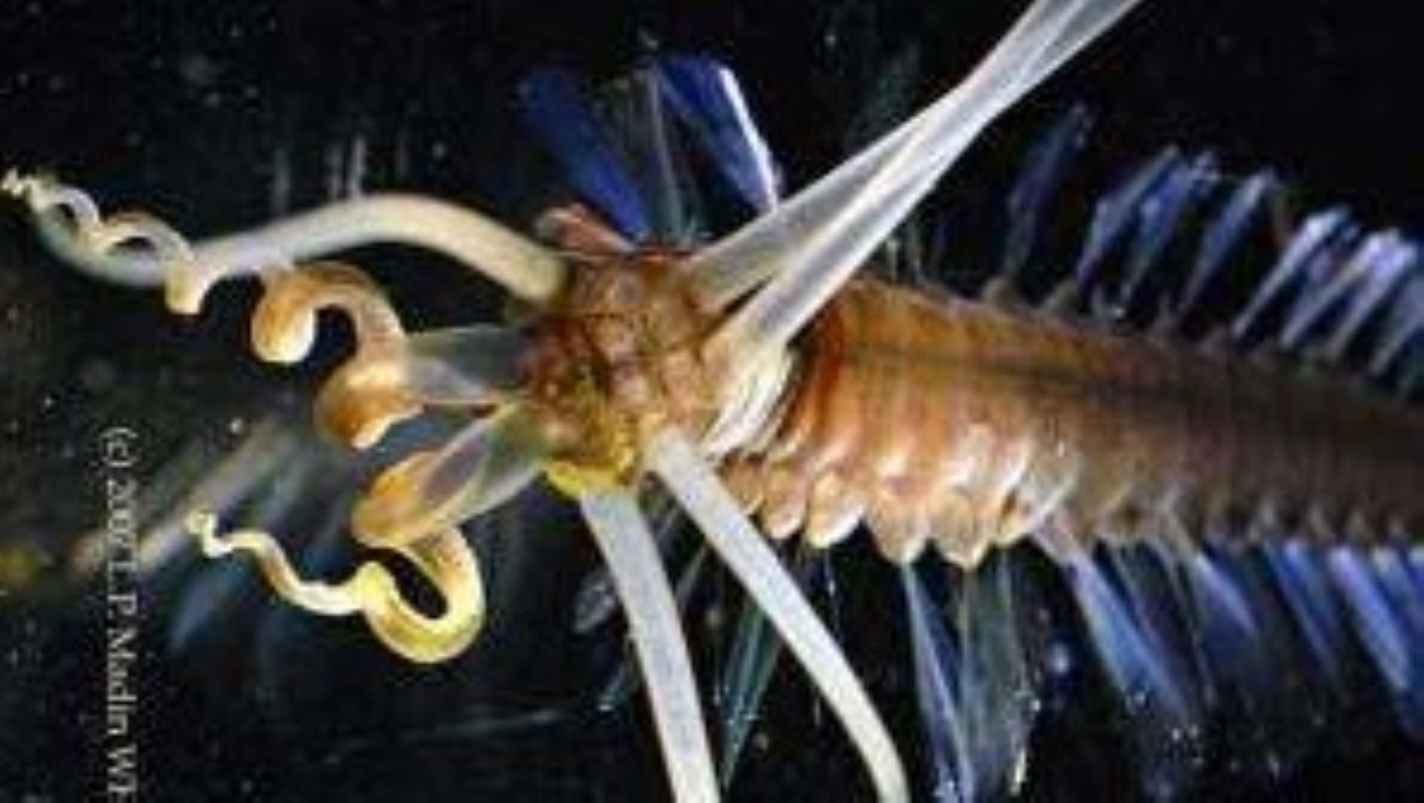 網頁設計 Close-up picture of a squidworm showing its tentacle-like appendages and 