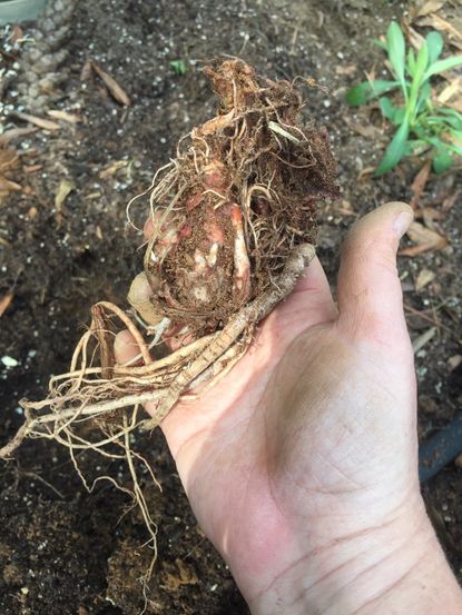 Hand Holding Bare Root Perennials