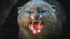 Angry Jaguarundi showing teeth (Herpailurus yagouaroundi)