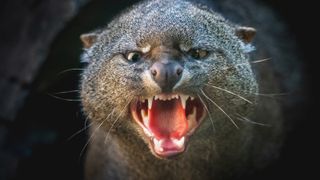 Angry Jaguarundi showing teeth (Herpailurus yagouaroundi)