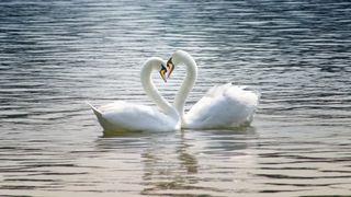 Loving swans making a heart shape on water.