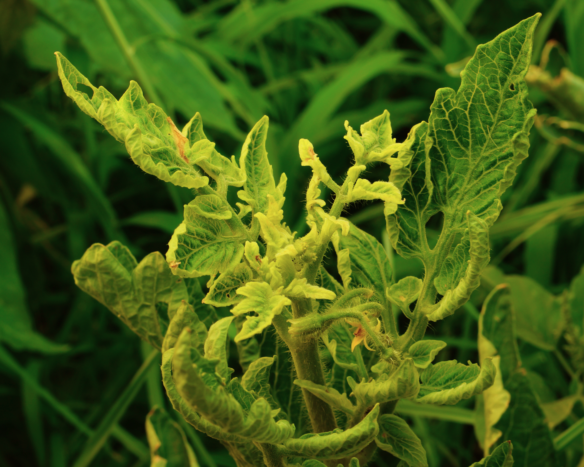 stunted yellowing tomato leaves