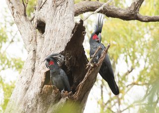 A male palm cockatoo (right) uses a stick to drum while it courts a female.