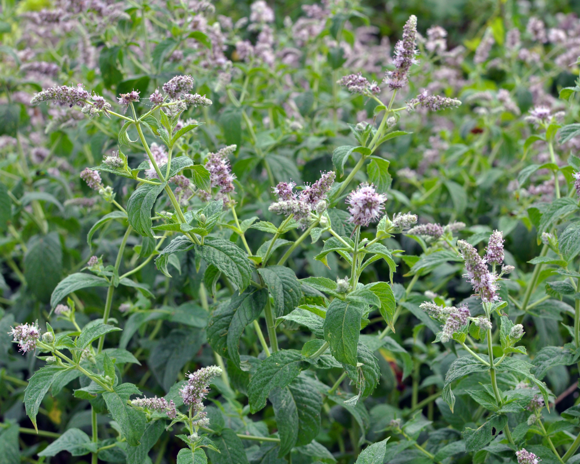 Flowering mint herb garden