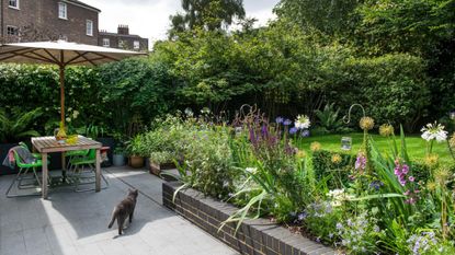 Cat walking across tiled patio towards the raised flower bed and lawn. The garden of a semi detached period house in Islington, North London, home of Adam and Irenie Cossey and three children.