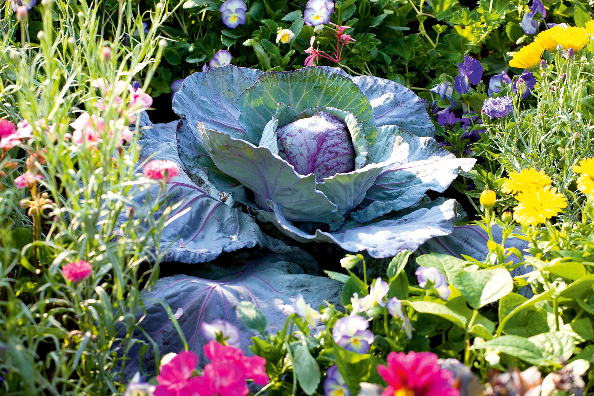 vegetable garden ideas - cabbage