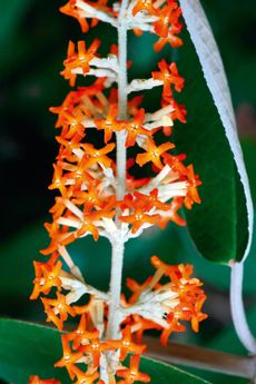 Buddleja madagascariensis.