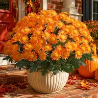 Home Depot Labor Day sale: plants, flowers & landscaping from $3.99 Home Depot Labor Day sale: plants, flowers & landscaping from $3.99