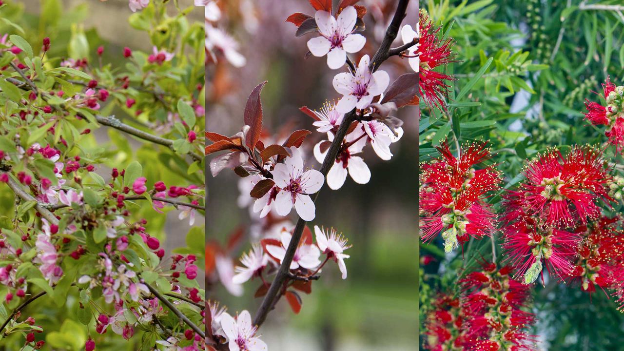 three pictures of fast-growing flowering trees